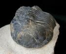 Large Struveaspis Trilobite From Jorf - #15558-3